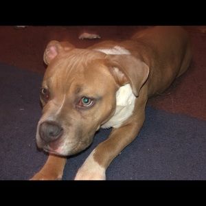 Meet your Posher, Nicholis